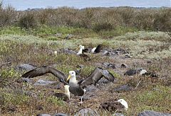 Waved Albatross